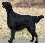 Flat-Coated Retriever puppies for sale